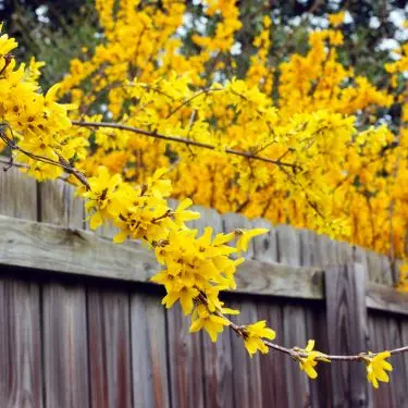 Guld i haven - Forsythia svigter aldrig!